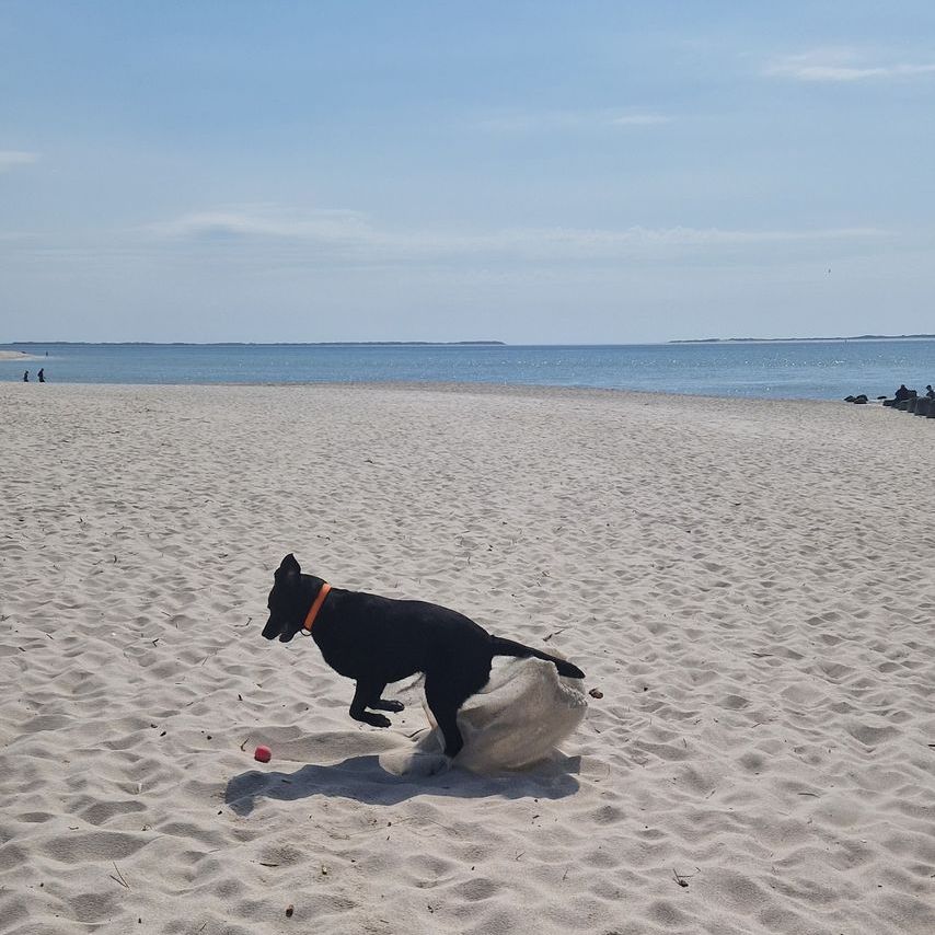paul buddelt am beach