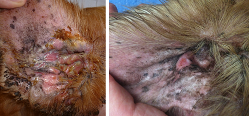 Kaltplasma Therapie in der Anwendung