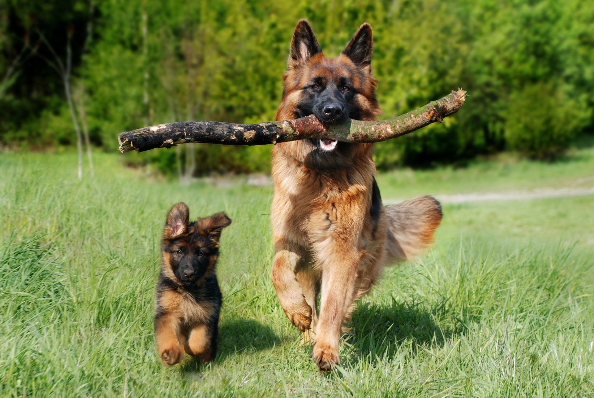 Altdeutscher Schäferhund
