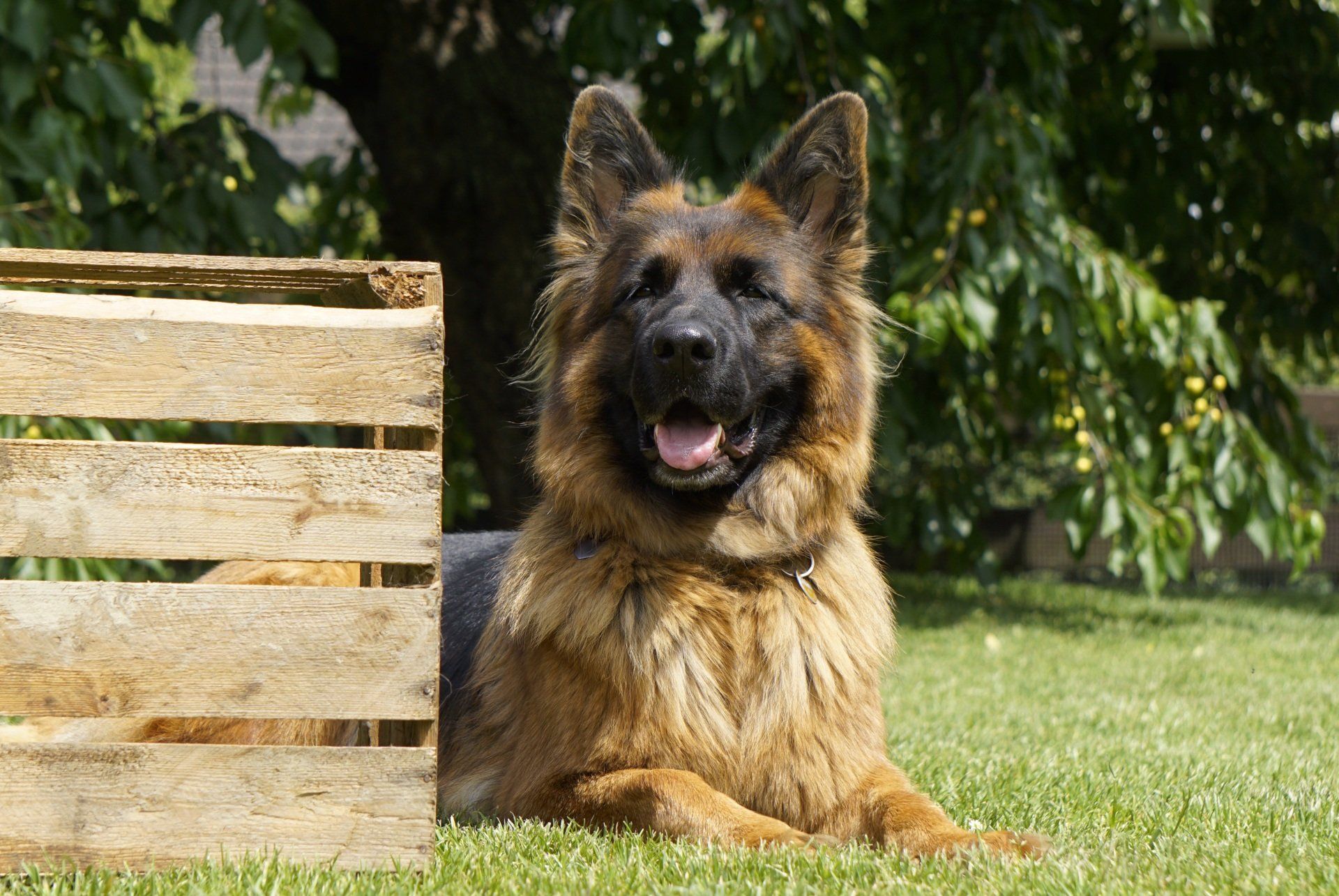 Altdeutscher Schäferhund