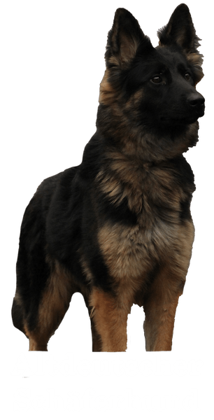 Altdeutscher Schäferhund