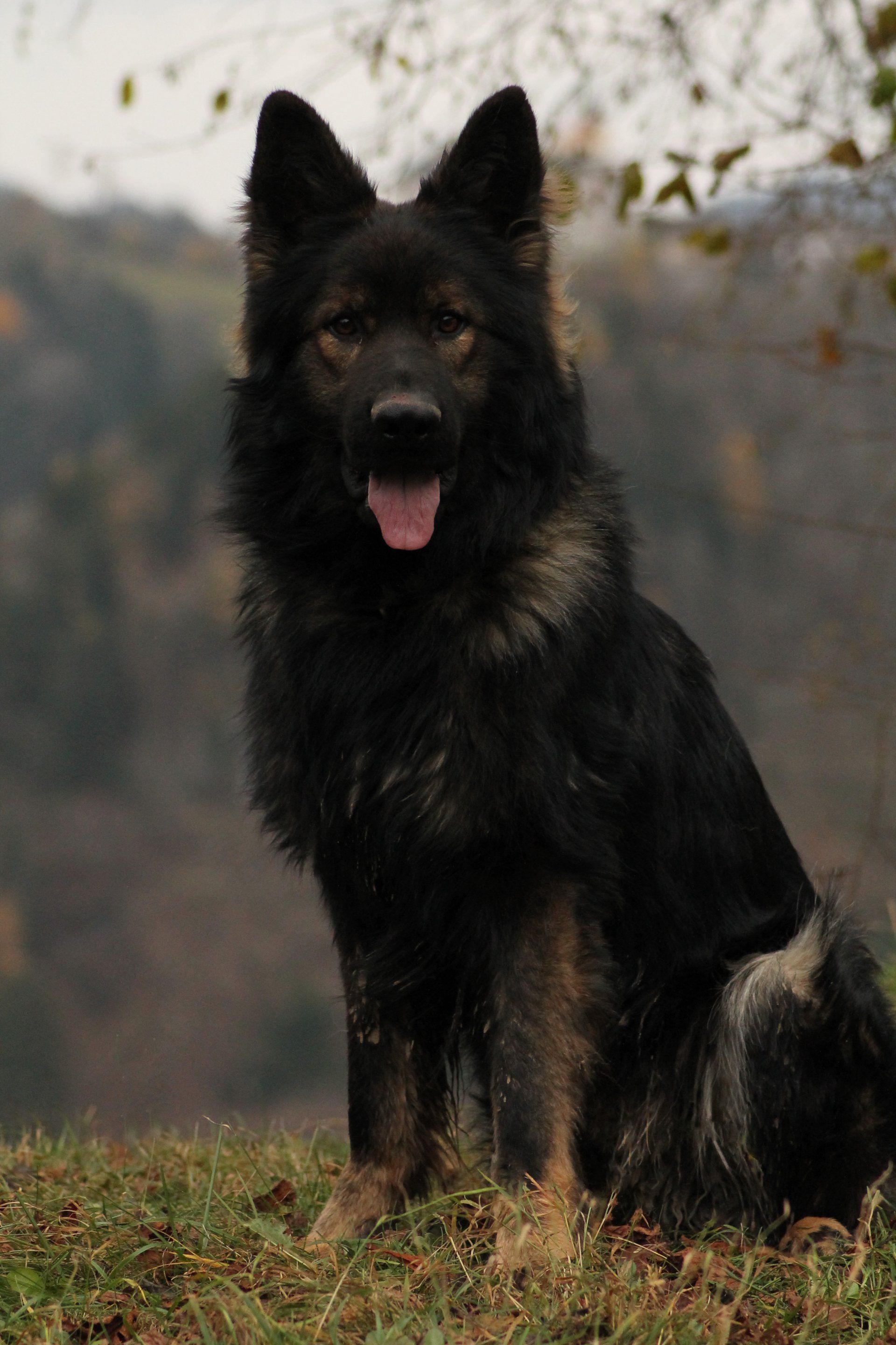 Altdeutscher Schäferhund