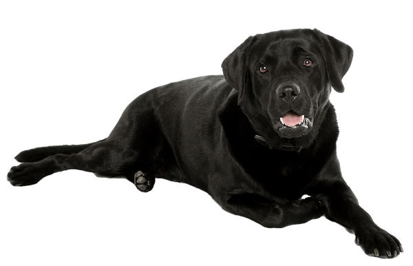 Labrador
