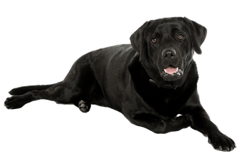 Labrador