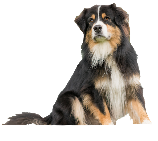 Australian Shepherd