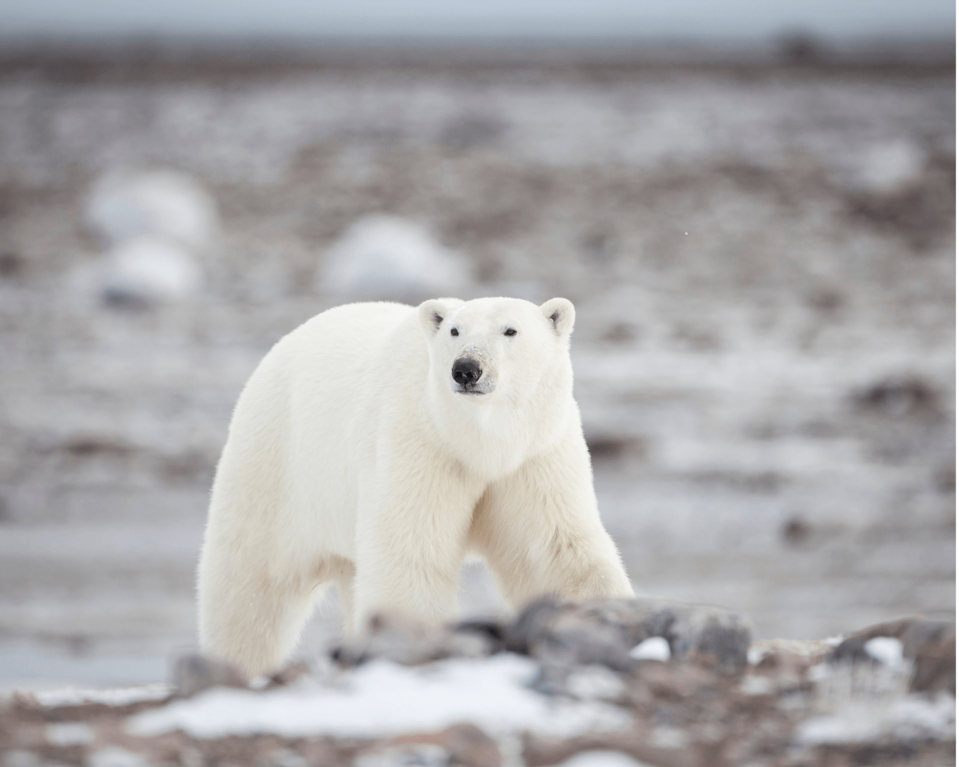 Polar Bear, Manitoba, Birds bears and belugas