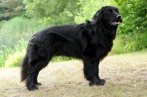 Arturo aus der Arahöhle Arturo aus der Arahöhle
