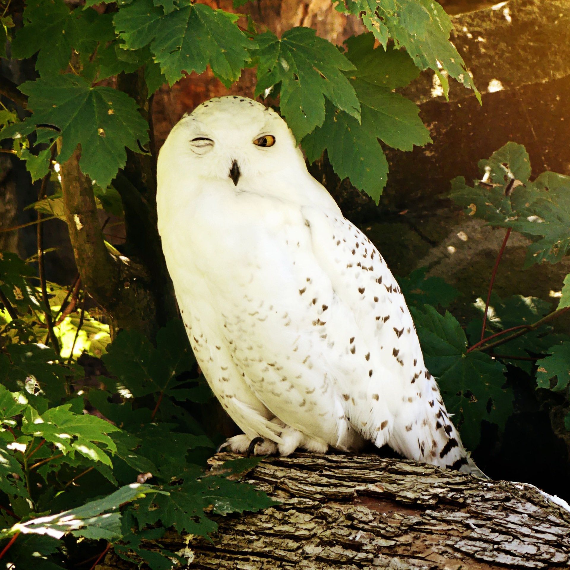 Chouette blanche Chouette-Photo gratuite Fotomelia