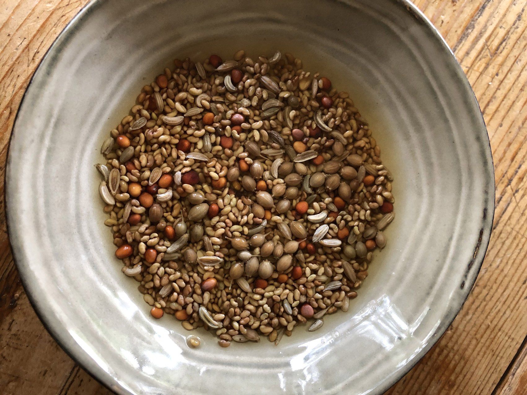 Mélange de graines germées