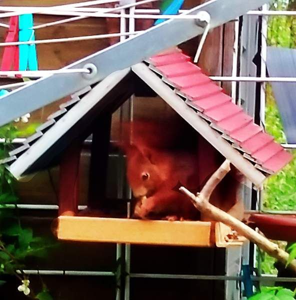 hm, das schmeckt! Im Vogelhäuschen sitzt ein rotes Eichhörnchen und knabbert genüsslich Sonnenblumenkerne