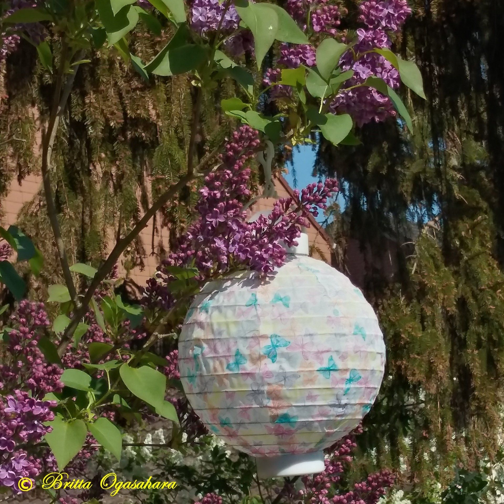 lila blühender Fieder mit einer Laterne