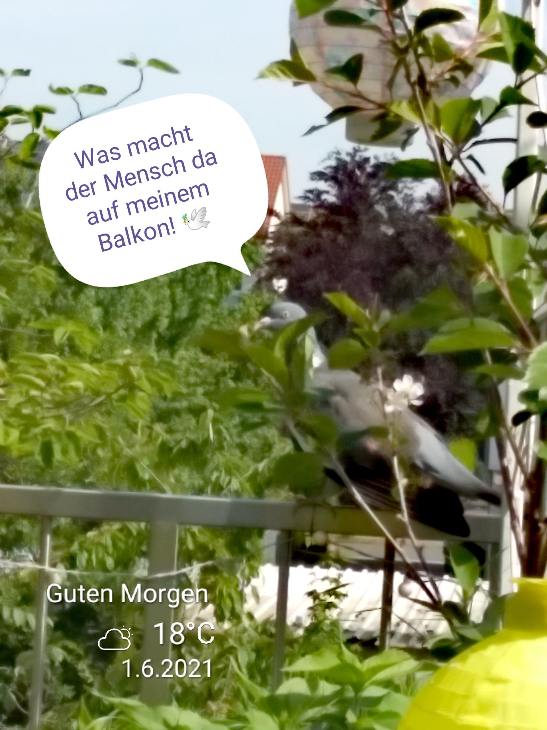 Taube im Baum, ihre Gedanken in der Sprechblase: Was macht der Mensch da auf dem Balkon