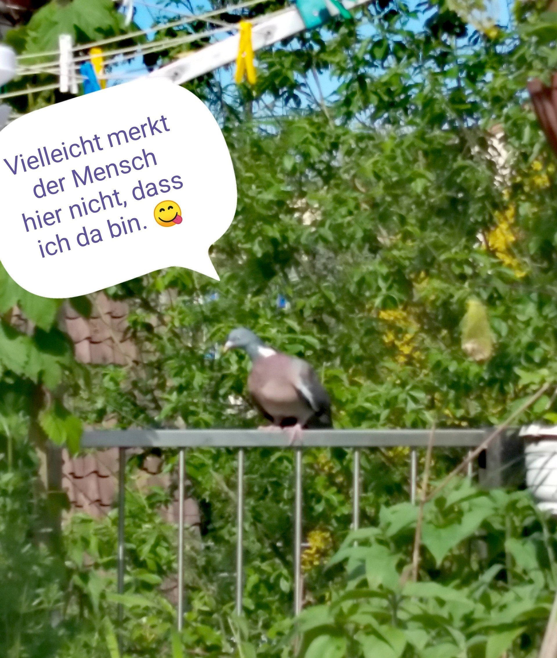 Die Taube ist vom Baum auf das Geländer geflogen, wieder stehen ihre Gedanken in einer Sprechblase: Vielleicht merkt der Mensch hier nicht, dass ich da bin.
