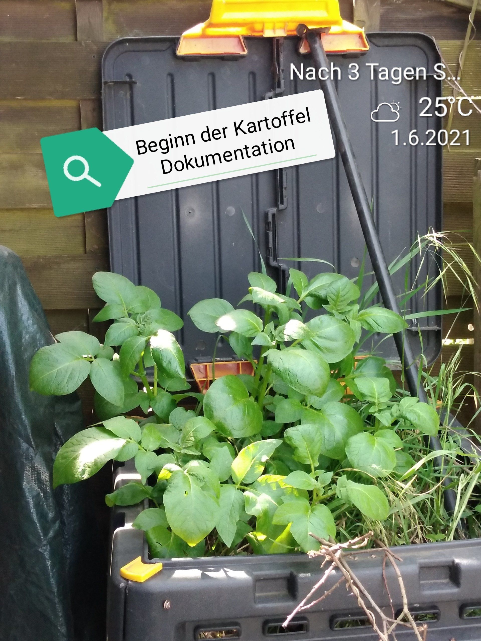 Kartoffelpflanze auf meinem Komposter