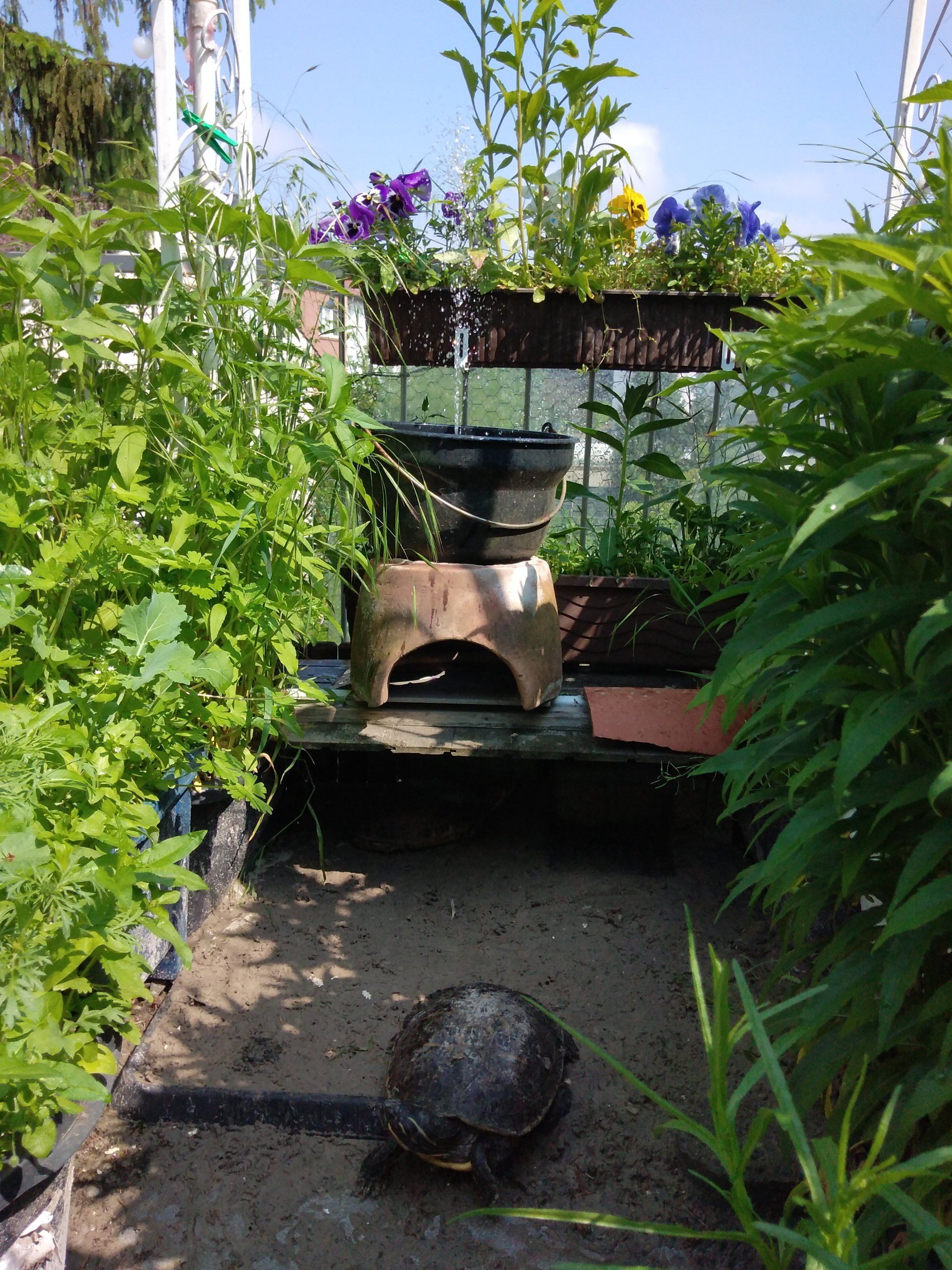 Schildkröte im Außengehege auf den Balkon