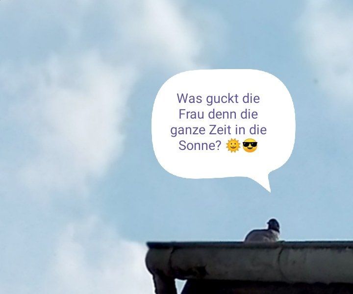 Die Taube auf dem Dach schaut zu, was ich da mache,© Foto Britta Ogasahara Die Taube auf dem Dach schaut zu, was ich da mache. Ihre Gedanken sind in einer Sprechblase dargestellt.© Foto Britta Ogasahara