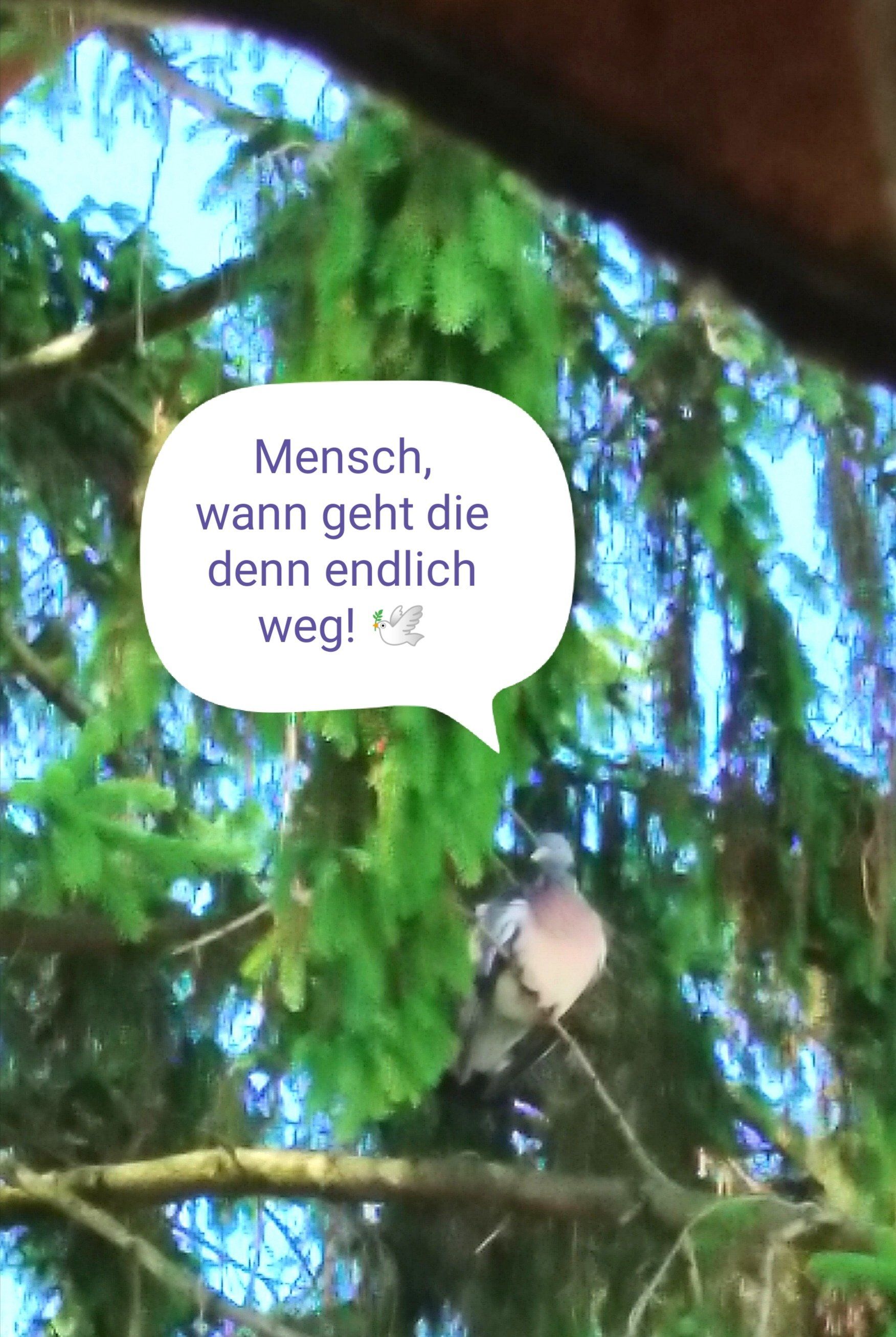 der Taube sind Gedanken in den Schnabel gelegt, in der Sprechblase steht: Mensch, wann geht die denn endlich da weg?!