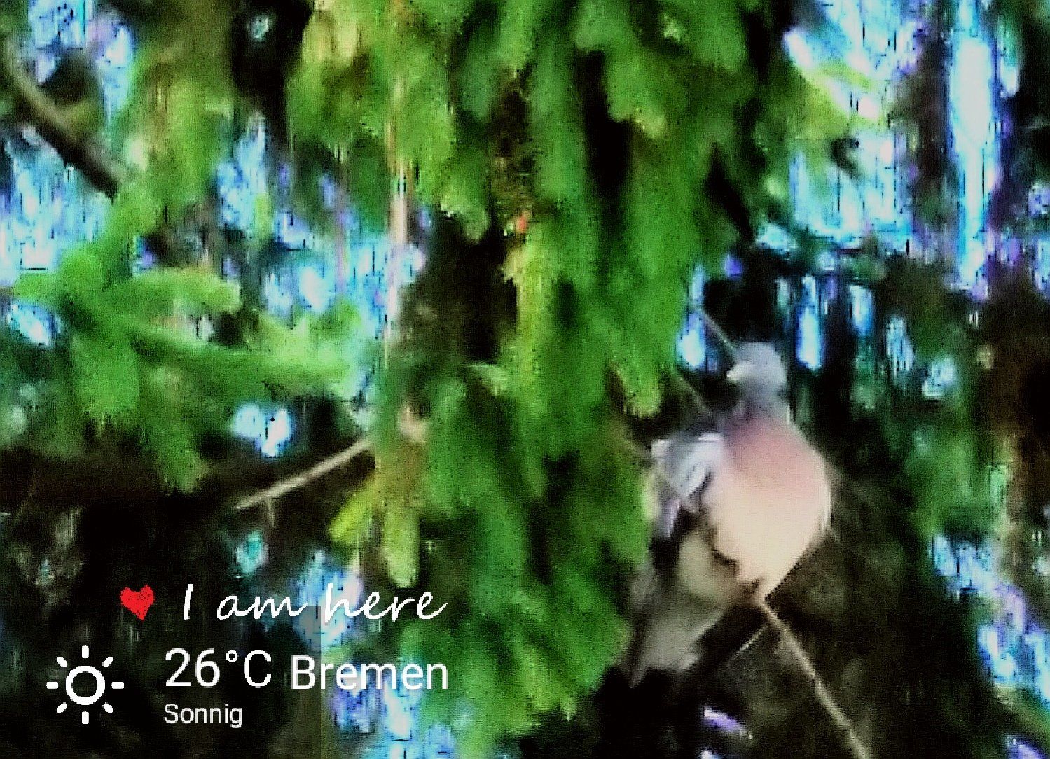 Die Taube im Baum sondiert die Lage Die Taube im Baum sondiert die Lage