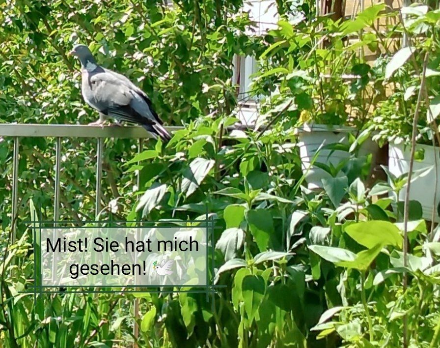 Taube sitzt auf dem Geländer, in der Sprechblase steht: Mist, sie hat mich gesehen!