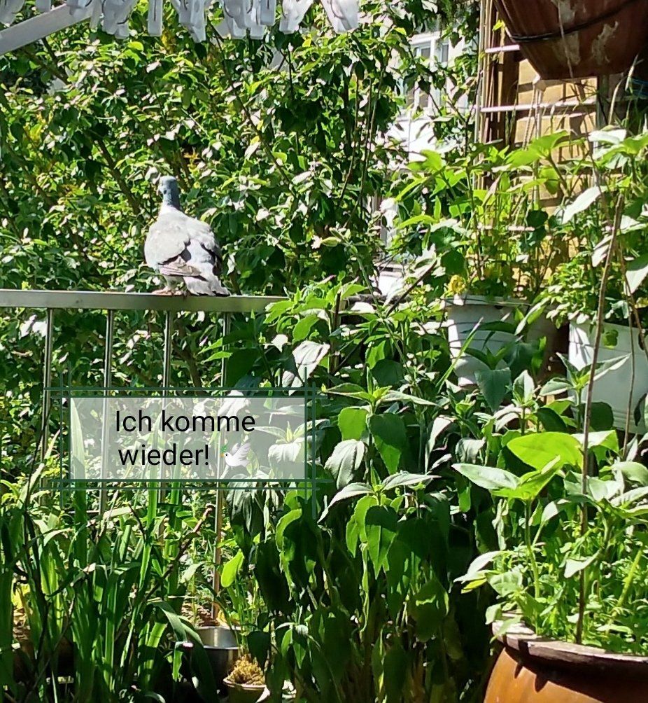 Nun sitzt die Taube wieder auf dem Geländer, in der Sprechblase ihre Gedanken: Ich komme wieder!