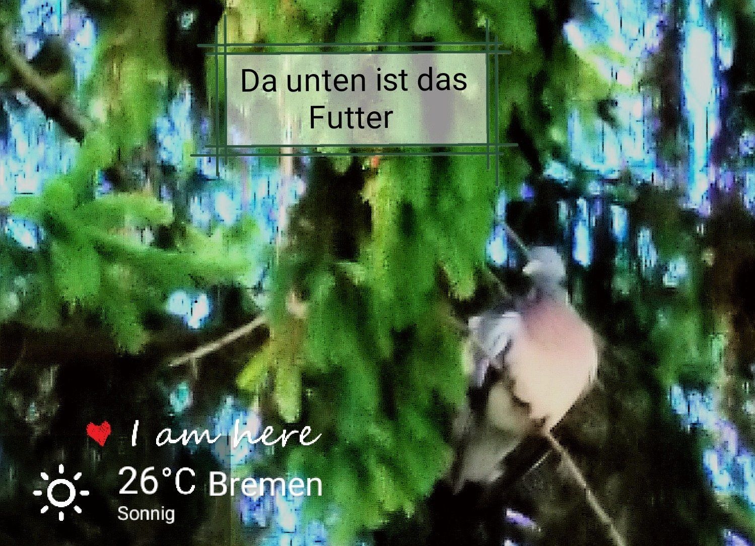 Taube sitzt in der Tanne und schaut auf den Balkon, sie sondiert die Lage