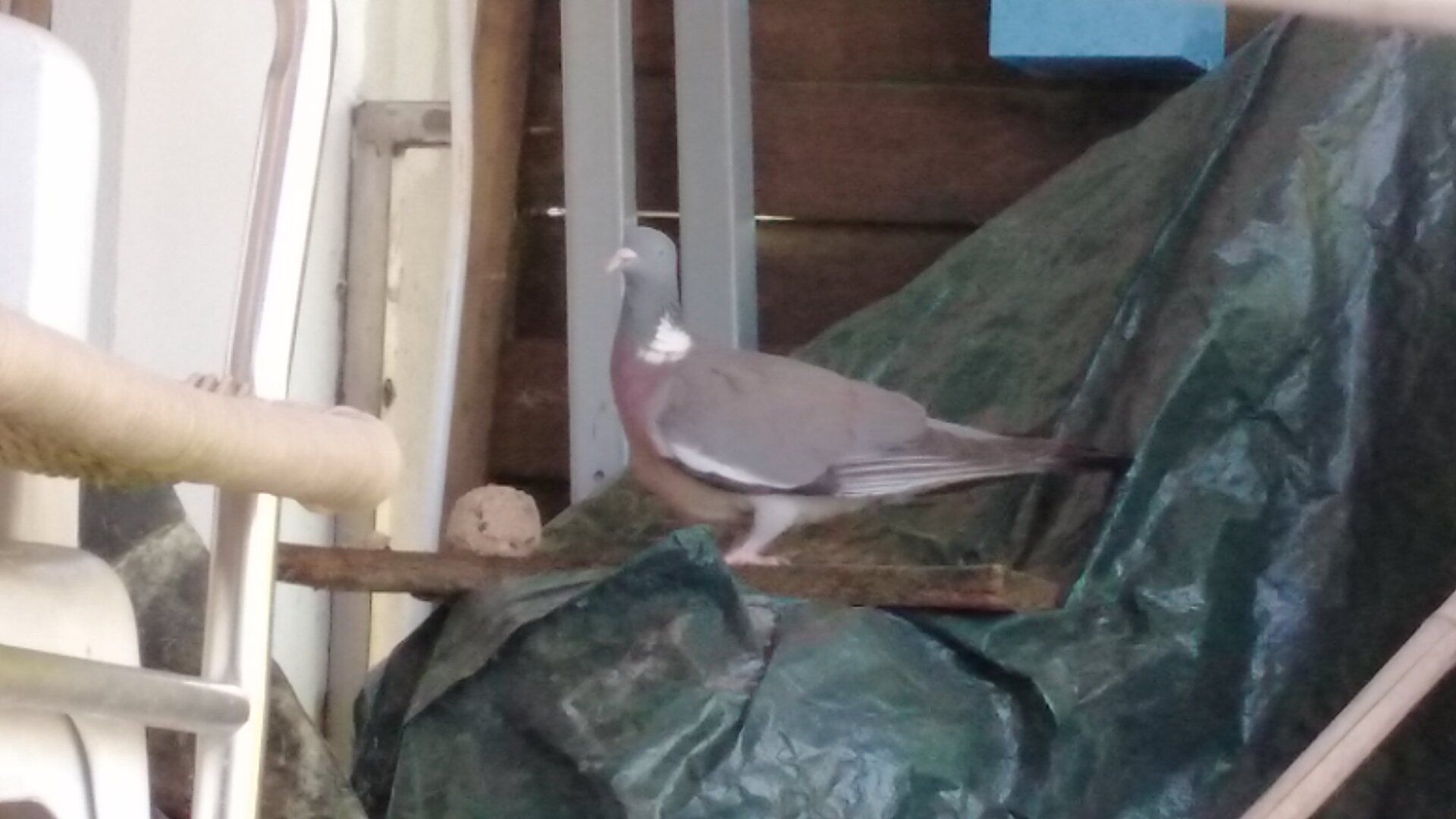 Taube schaut aufmerksam auf mich, damit sie im Ernstfall rasch fliehen kann,