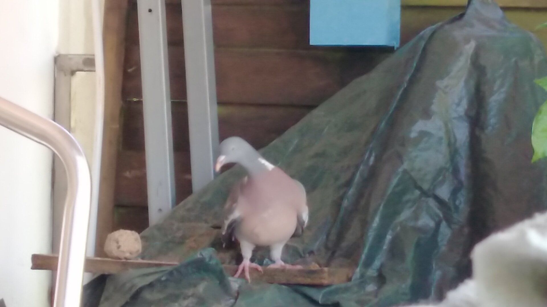 Die dicke graue Taube mit rosa Bauch sitzt am Futterplatz und schaut zu mir herüber