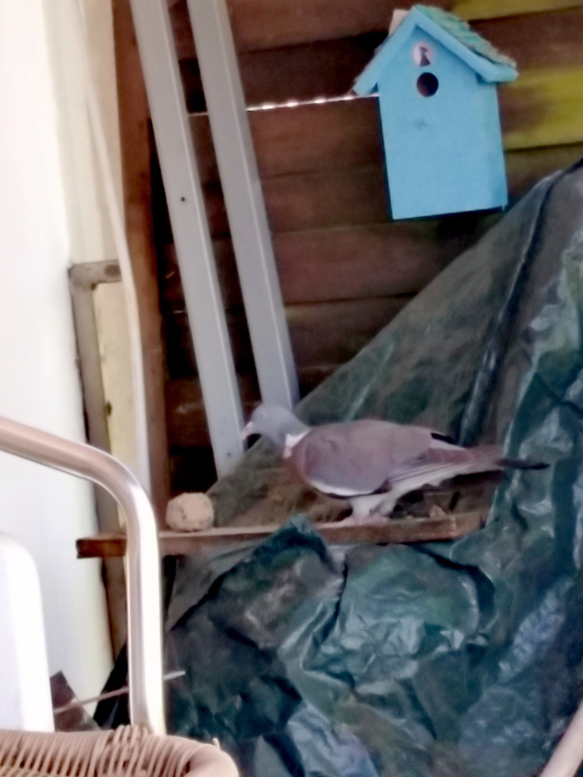 Taube sitzt auf dem Futterplatz