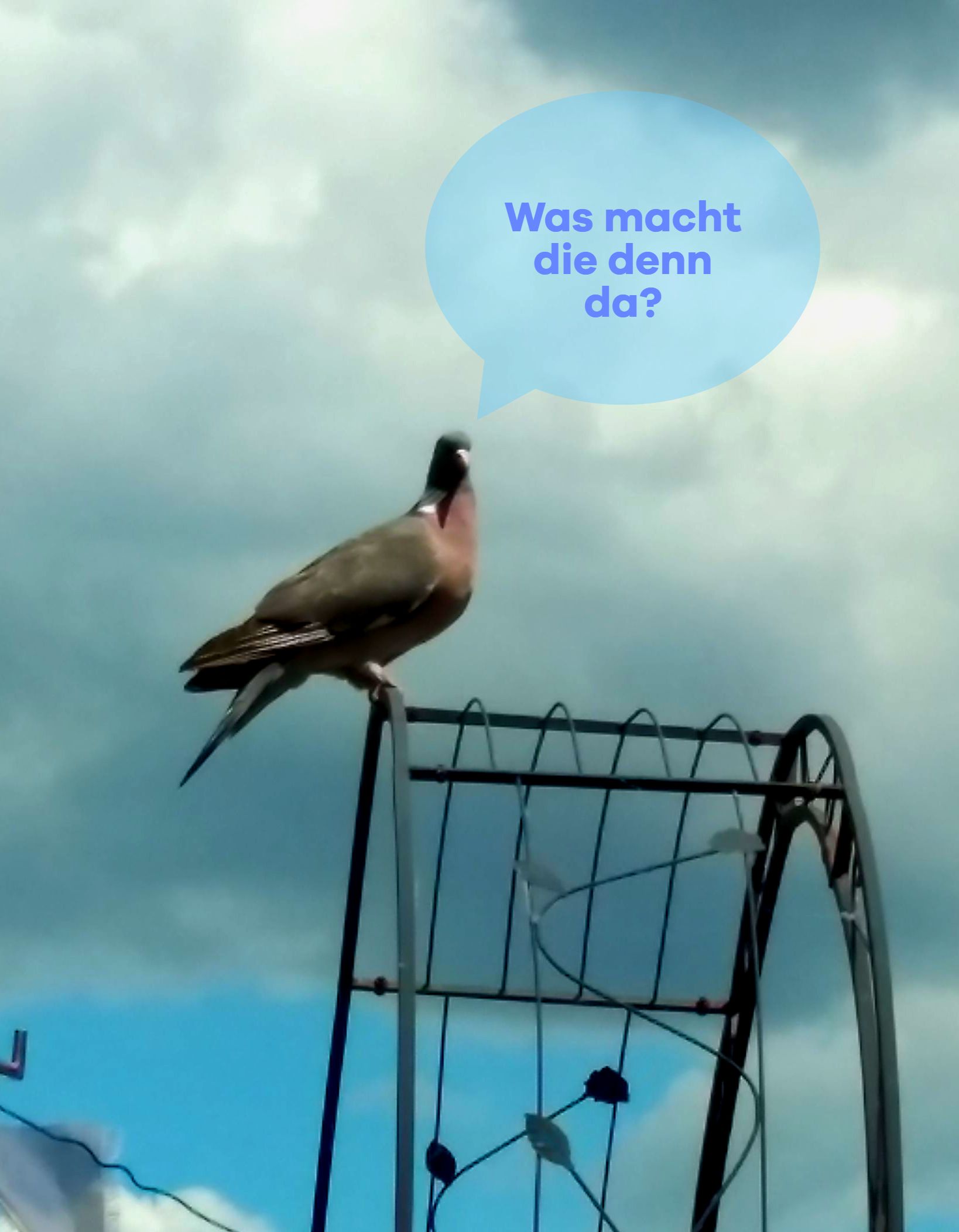 Foto: Taube Waldemar, sitzt auf Rosenbogen, Foto ©Britta Ogasahara