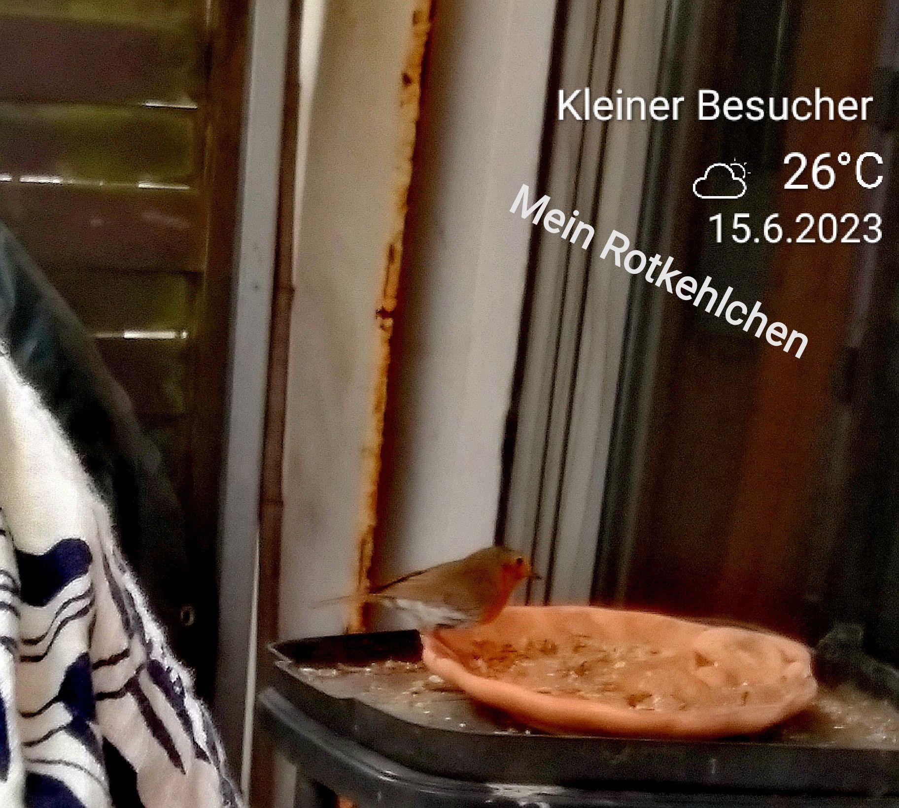 mein Rotkehlchen, Foto ©Britta Ogasahara Text: Mein Rotkehlchen, 26 Grat Celsius, 15.06.2023, Foto: Rotkehlchen sitzt auf einer Futterschale; Foto ©Britta Ogasahara