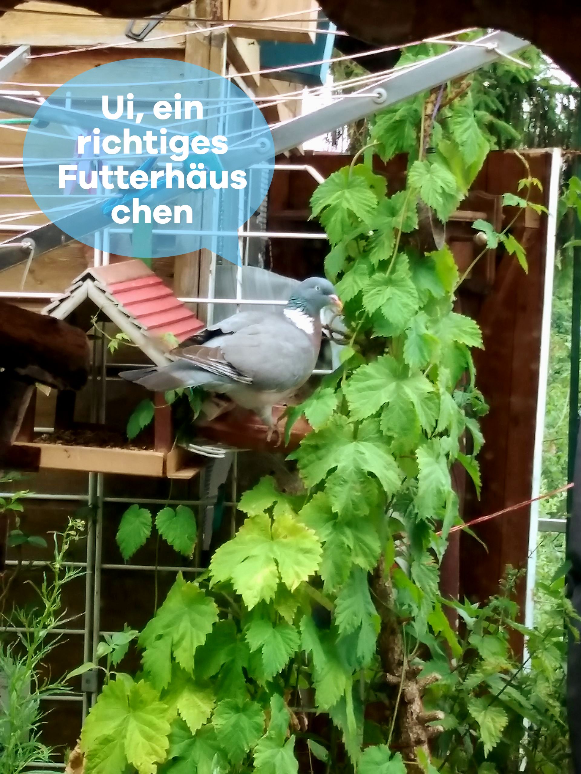 Foto: Taube sitzt auf der Tränke am Futterhäuschen, Sprechblase: Ui, ein richtiges Futterhäuschen; Foto ©Britta Ogasahara