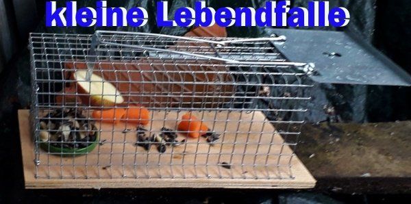viele leckere Dinge in der Falle Eine Lebend Rattenfalle bestückt mit Körnern und Möhren, Foto ©Britta Ogasahara