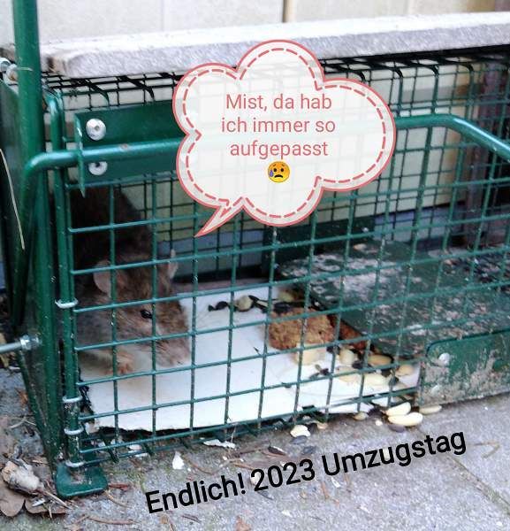 Gefangen, endlich ist der Umzugstag da Foto: Ratte sitzt auf Pappunterlage, Sprechblase: Mist, da hab ich immer so aufgepasst; Foto ©Britta Ogasahara