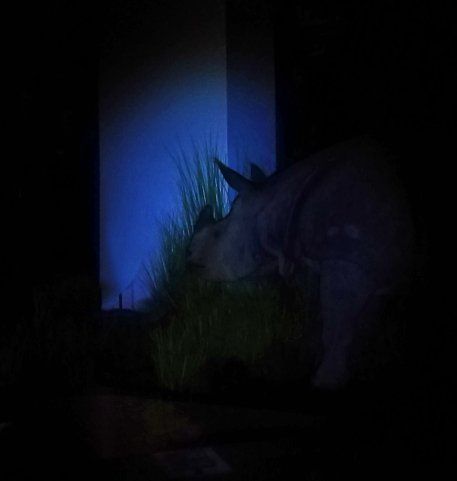 Panzernashorn im Schein der Taschenlampe