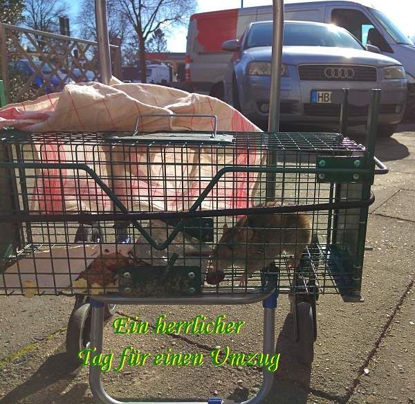 Ein herrlicher Umzugstag Falle: die Falle ist auf ein Gestell mit Rädern geschnallt, zum Auswildern; Foto ©Britta Ogasahara