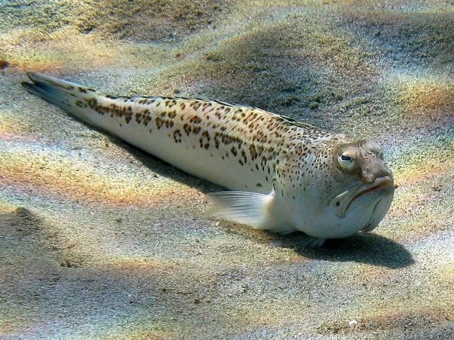Das Petermännchen, ein giftiger kleiner Fisch Das Petermännchen, der giftigste Fisch in Nord und Ostsee, grummelig guckender länglicher Fisch mit Glubschaugen und einem nach unten gezogenen Maul