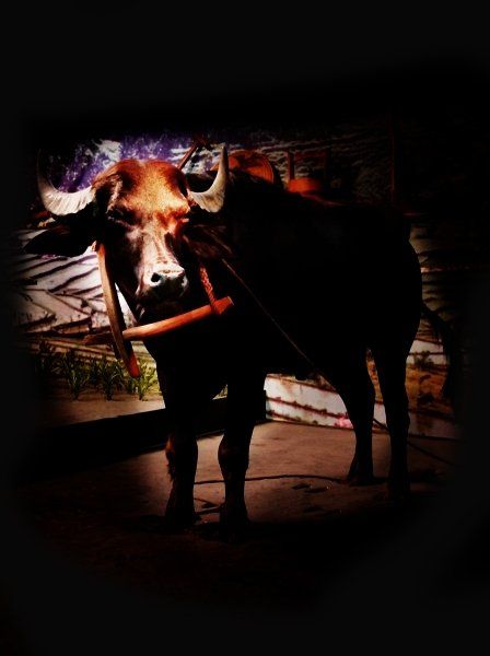 Der Wasserbüffel im Schein der Taschenlampe