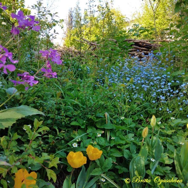 Blütenpracht im Garten