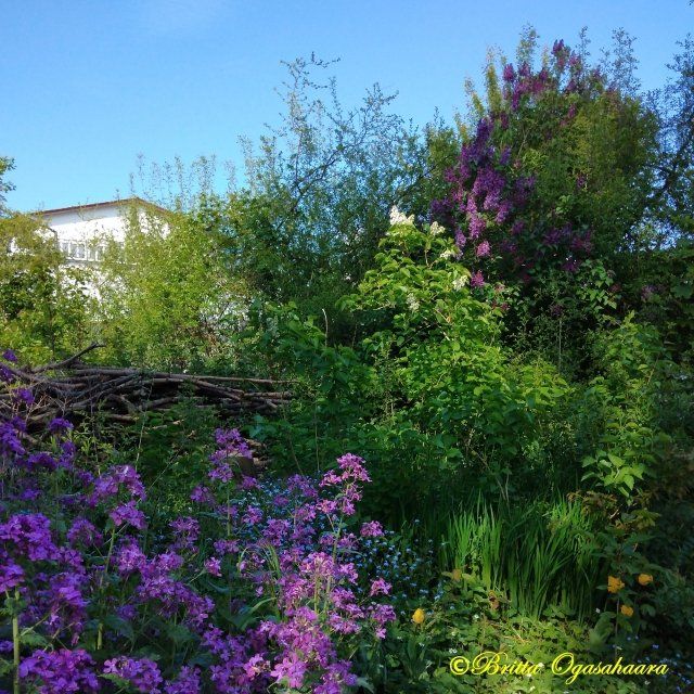 lila blühende Blumen in unserem Garten