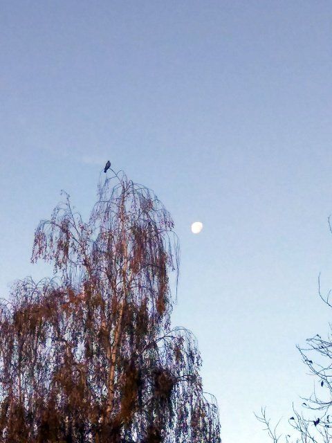 Mond steht am Morgenhimmel, ©:Britta Ogasahara Mond steht am Morgenhimmel, Taube sitzt auf Ast, Birke