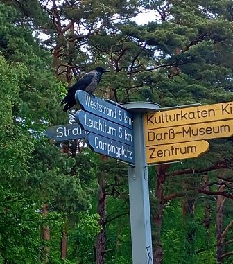oben auf dem Wegweiser sitzt eine Nebelkrähe.