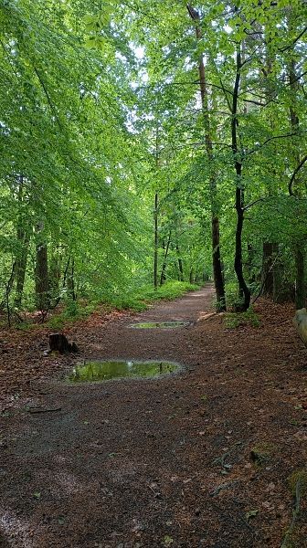 Durch den Regen ist der Boden des Waldweges von Pfützen überseht.