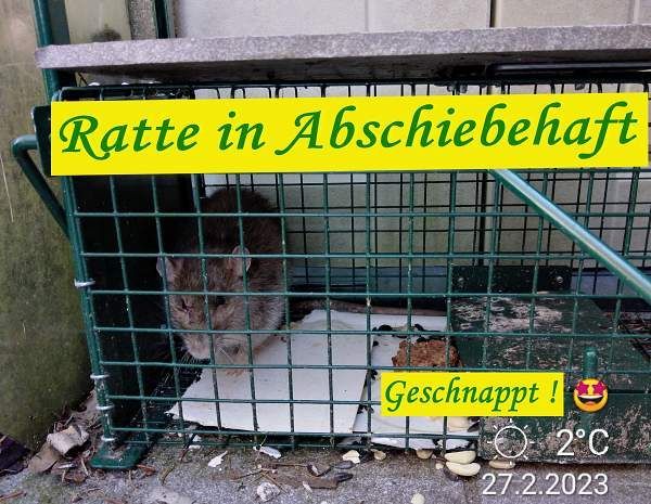 In der Falle, Foto © Britta Ogasahara Foto: Ratte in der Lebendfalle, Text: Ratte in Abschiebehaft, Geschnappt! 27.02.2023, 2°C, sonnig, Foto © Britta Ogasahara