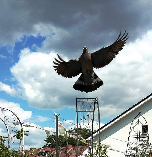 eine Momentaufnahme einer Taube im Flug, sie hat beide Flügel ausgebreitet,  die Schwungfedern sind ausgestreckt, ©Britta Ogasahara