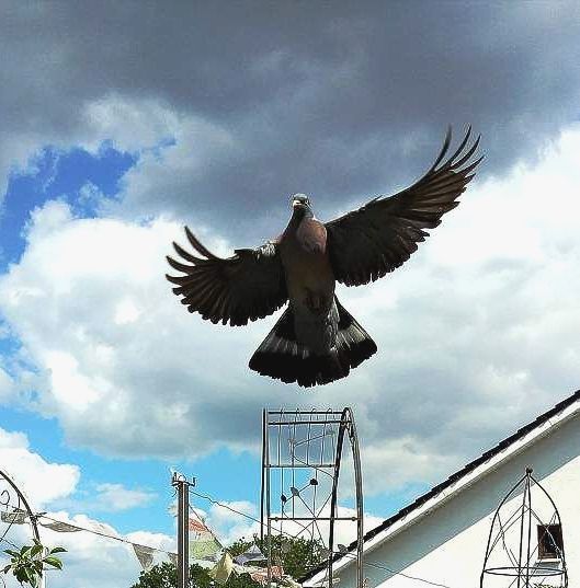 Foto: Momentaufnahme ist ein absoluter Glücksfall, Foto ©Britta Ogasahara