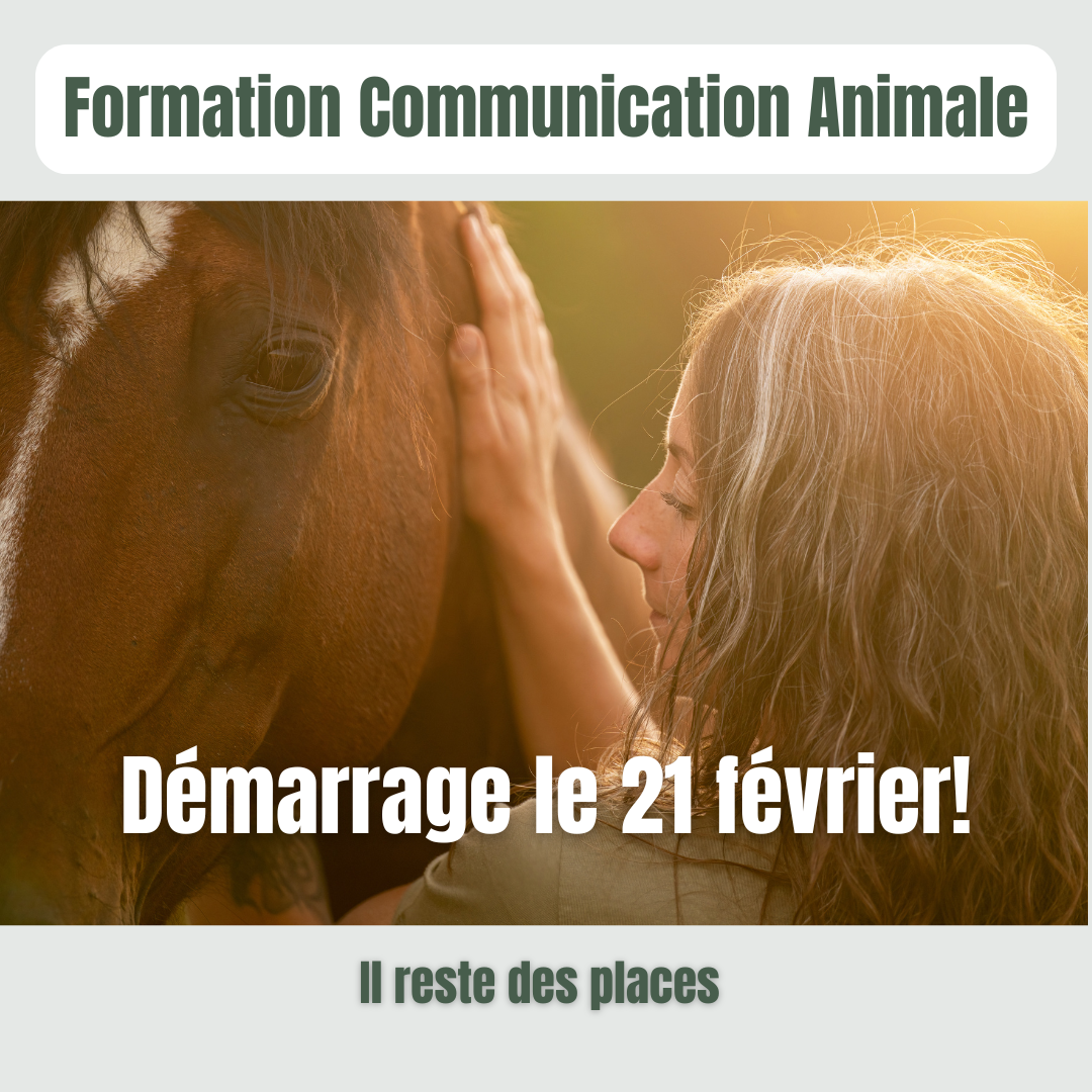 Stage d'initiation à la communication animale