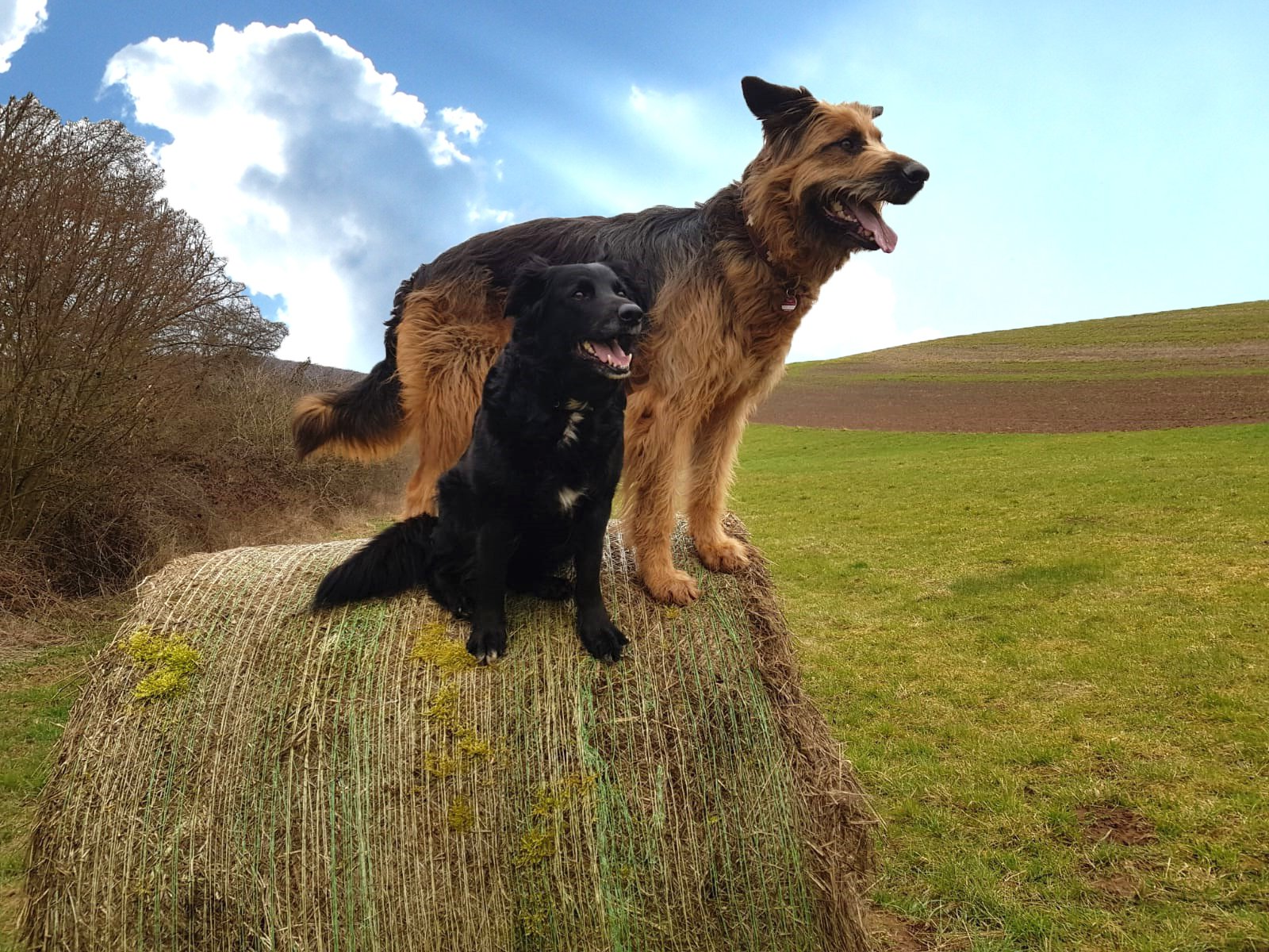 Co-Therapeuten Co-Therapeuten