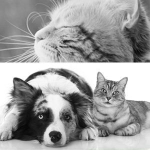 ZeBeDe Oil ein Naturheilmittel für unsere Tiere ZeBeDe Öl ein Naturheilmittel für unsere Tiere