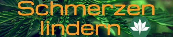 Schmerzen lindern mit Hanfprodukten und ZeBeDe Öl Schmerzen lindern mit Hanfprodukten und ZeBeDe Öl