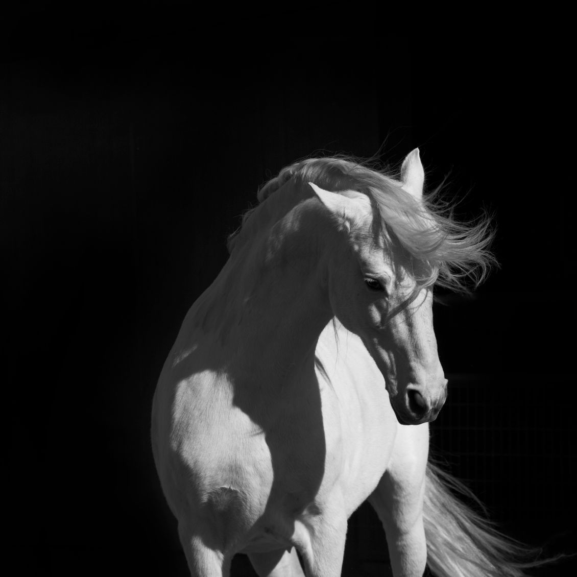 zur Hompage www.hanf-belebt.at zur Hompage www.hanf-belebt.at